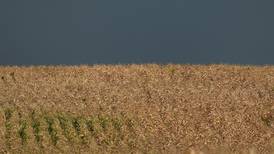 McLean survey estimates corn yields above 5-year average