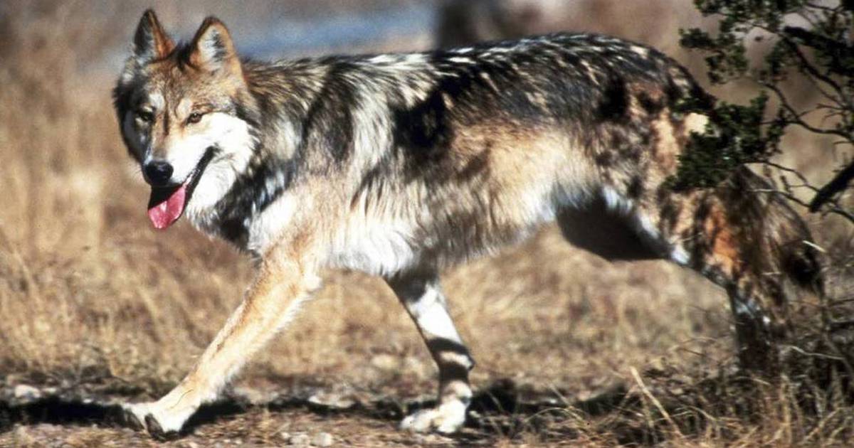 Endangered Mexican gray wolf found dead in northern Arizona – AgriNews