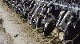 Colorado dairy worker tests positive for bird flu