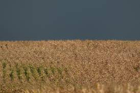 McLean survey estimates corn yields above 5-year average