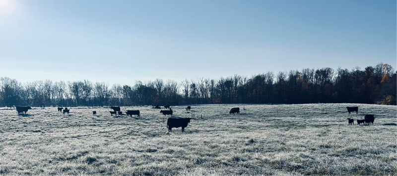 Cattle graze outside at M5 Family Farms in Carthage, Indiana.