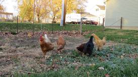 Koelkebeck: The basics of keeping hens in your backyard 