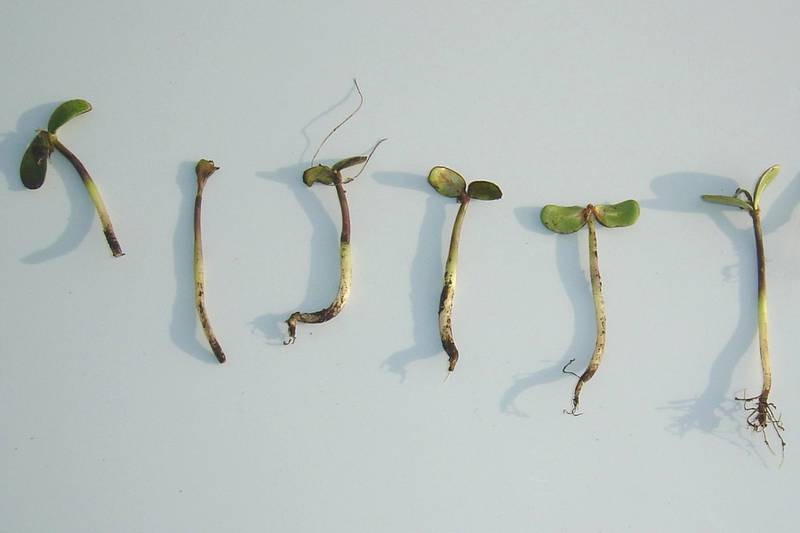 A photo shows emerging soybean plants damaged by frost.