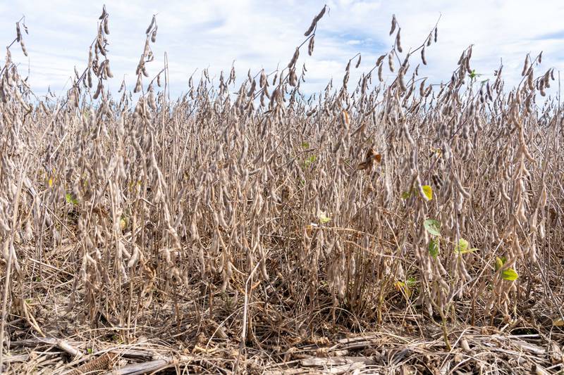 Soybeans grow through corn residue from the previous season on Mike Starkey’s no-till farm in Brownsburg, Indiana.