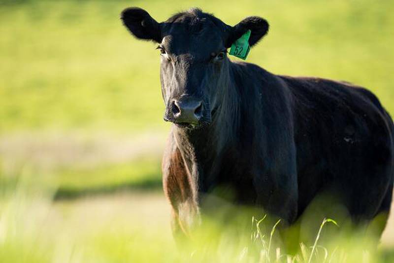 Attending the University of Illinois Extension Dudley Smith Farm Field Day this summer will help producers break down soil components impacting quality, explore research findings and leave with options to employ better soil health changes in their cattle, pasture and farming operations.