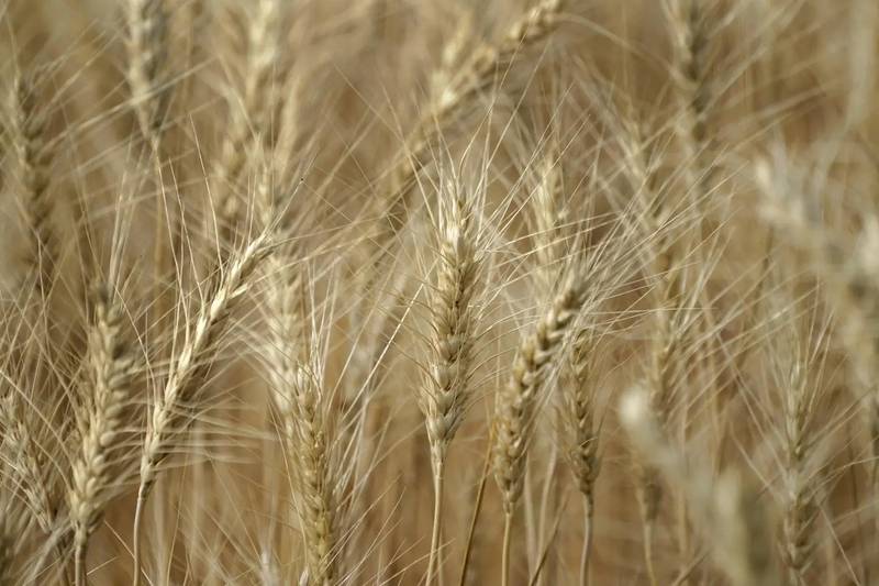 U.S. farmers are expected to produce 1.28 billion bushels of winter wheat this year, according to the Crop Production report released May 10 by the National Agricultural Statistics Service.