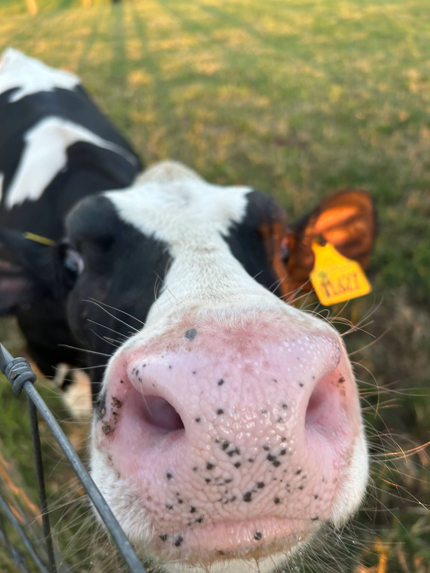 “Golden Hour & Henry” — Bree Kohlhagen: “The sun coming down from the sky setting the perfect golden sunlight glowing off of Henry the calf.”