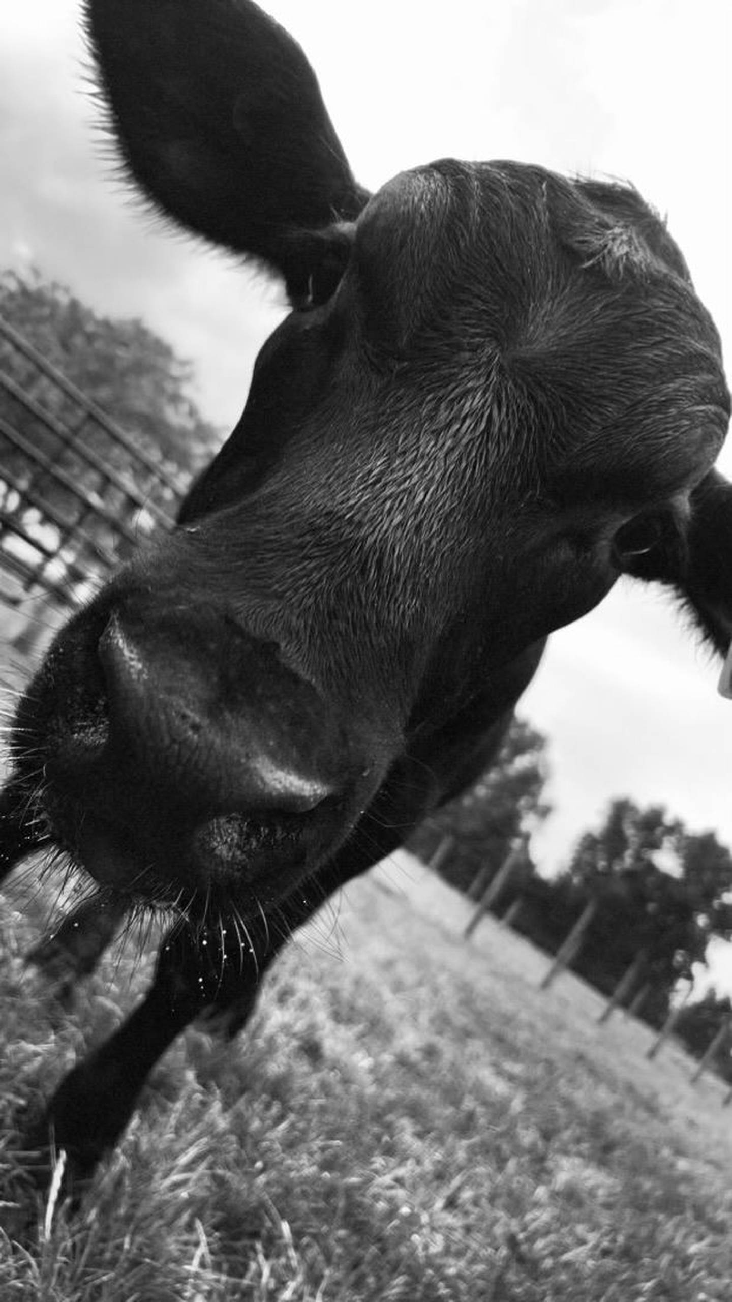 “Late Night Cow Graze” — Beth Kohlhagen: “A picture of a cross-beef calf’s face that has fluffy ears. Multiple water droplets on his muzzle hair. Used with a tinted filter.”